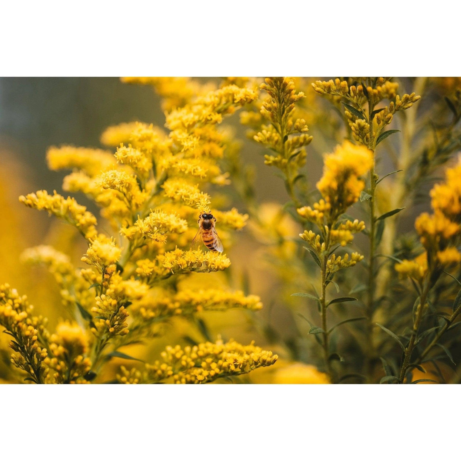 Brace for a tough pollen season! - Solenco South Africa