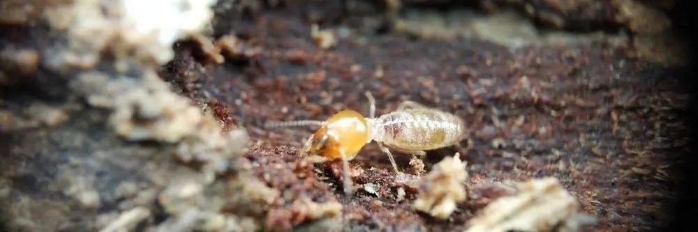 Dehumidifiers: A Weapon Against Termites - Solenco South Africa