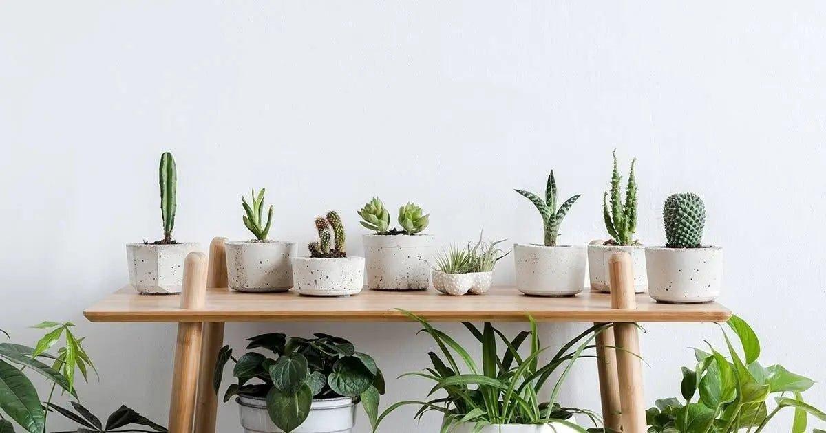 Humidifiers: The Secret To Being a Better Plant Parent - Solenco South Africa